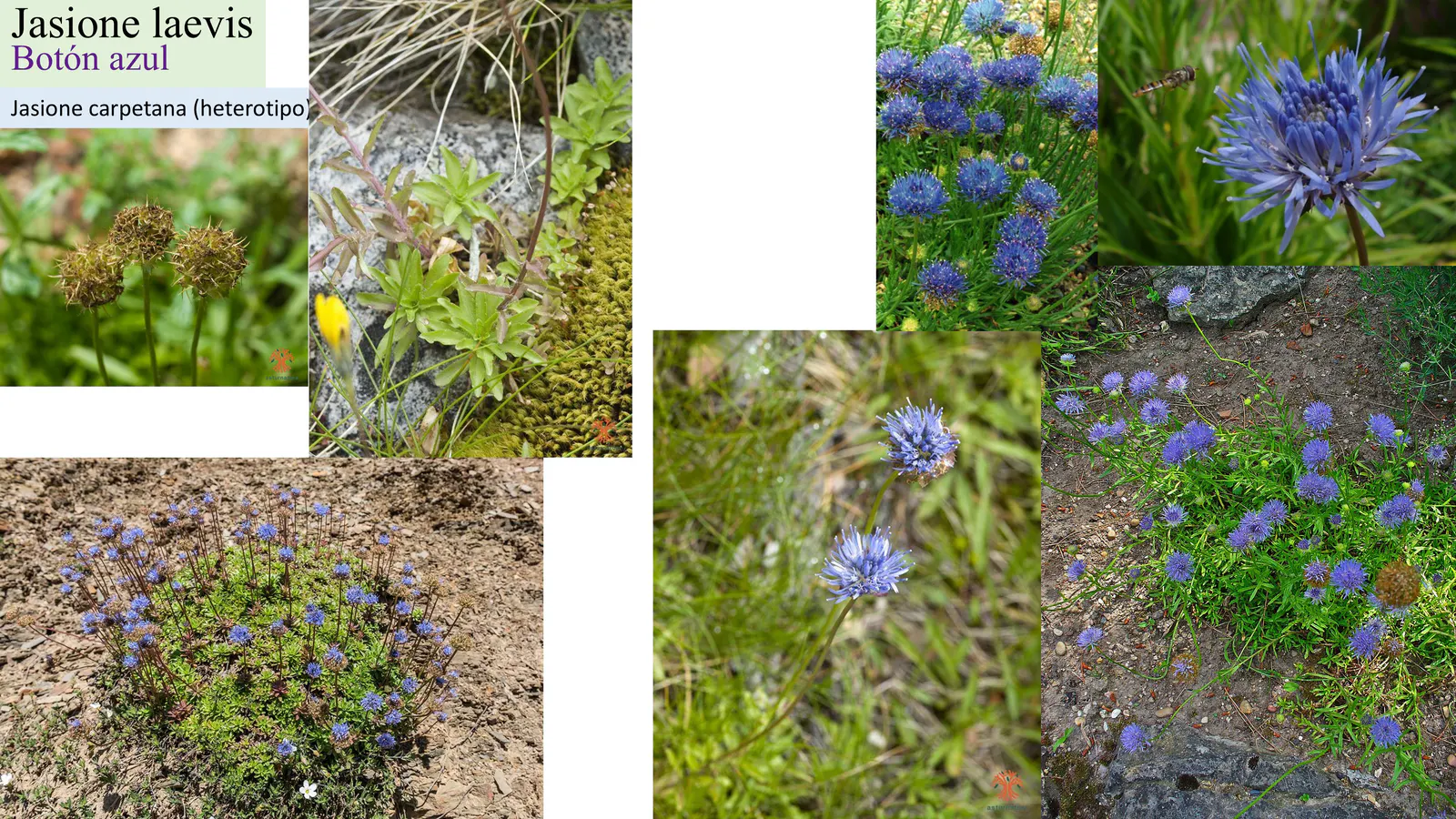 Jasione laevis