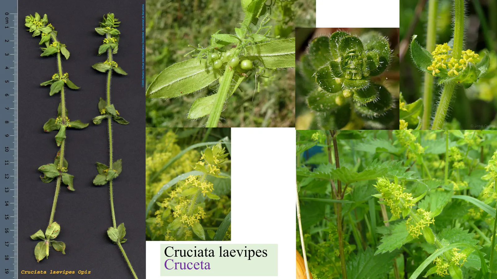 Cruciata laevipes