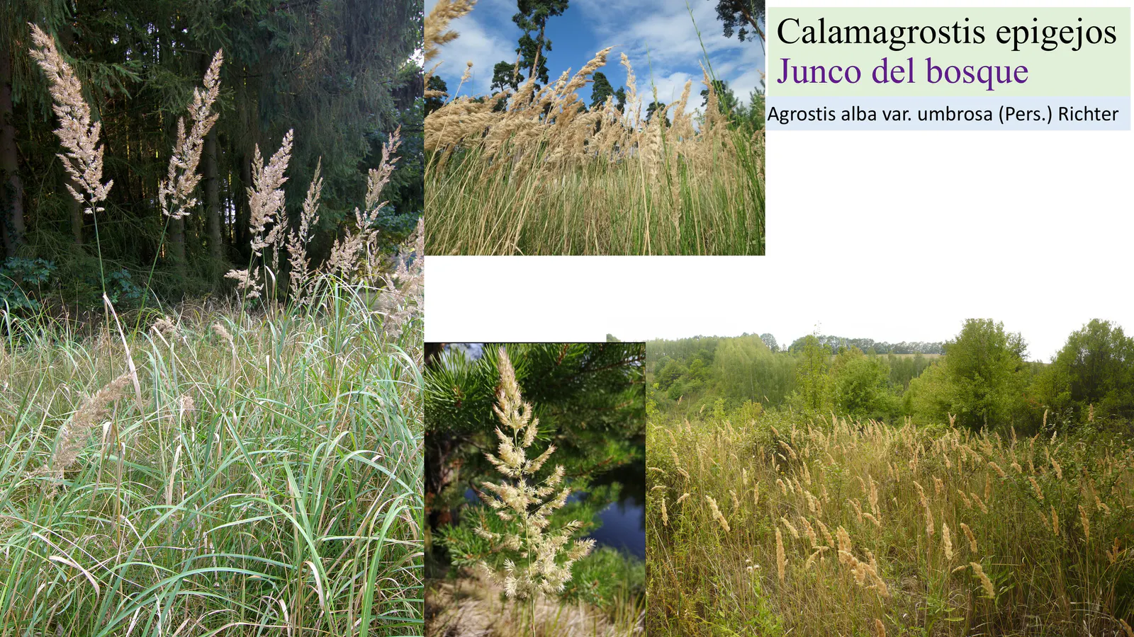 Calamagrostis epigejos