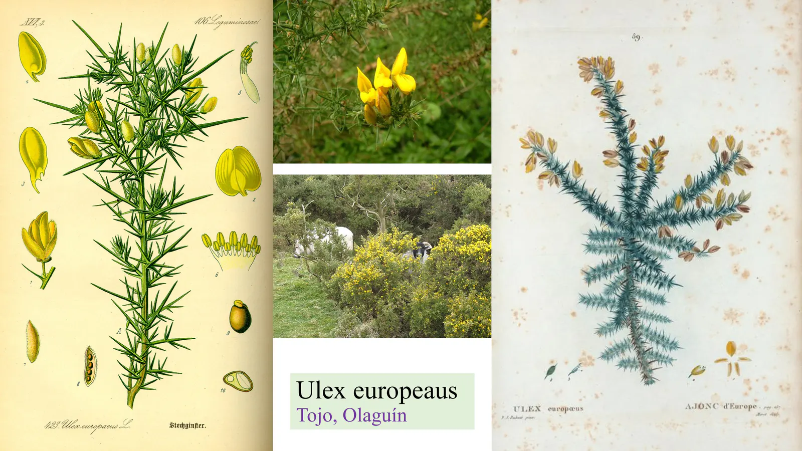 Ulex europaeus