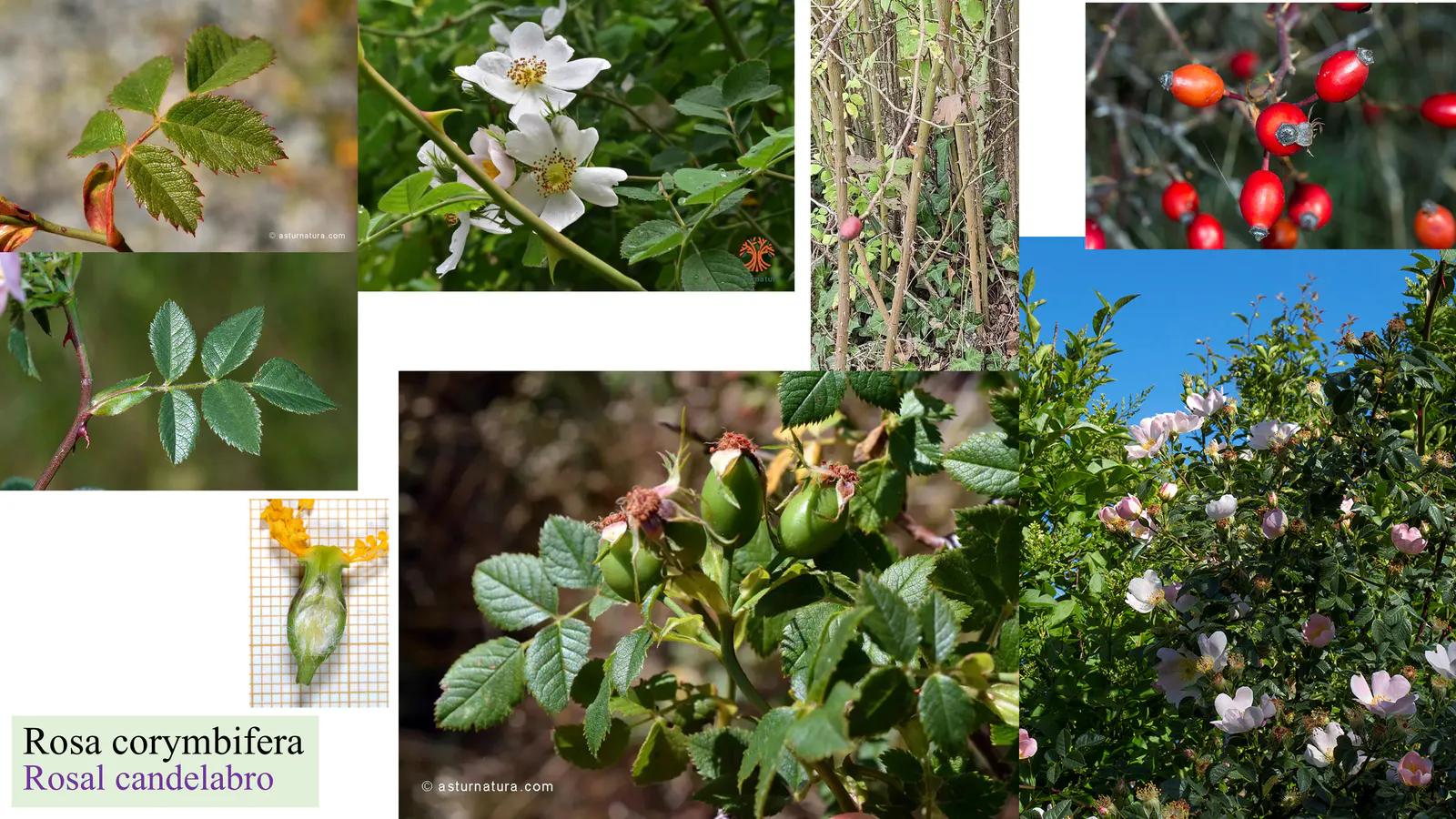 Rosa corymbifera