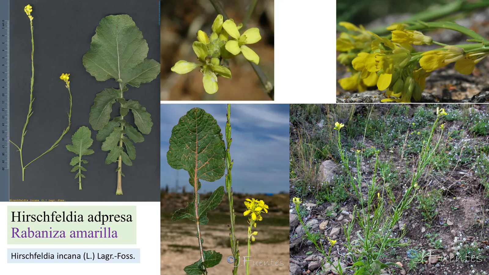 Hirschfeldia adpressa