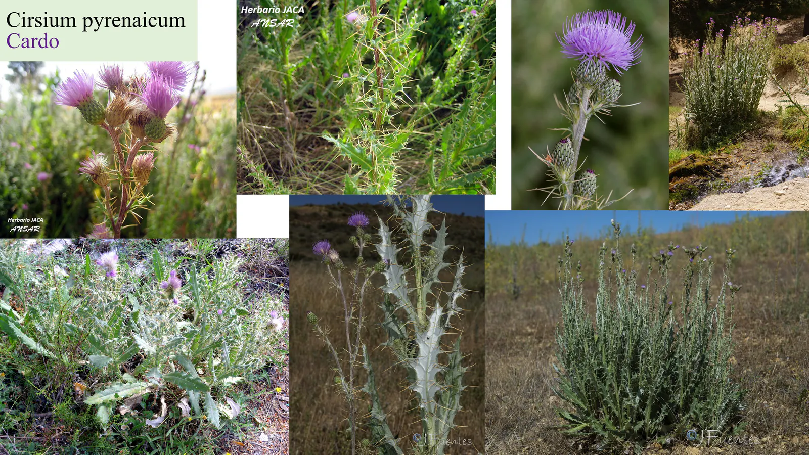 Cirsium pyrenaicum