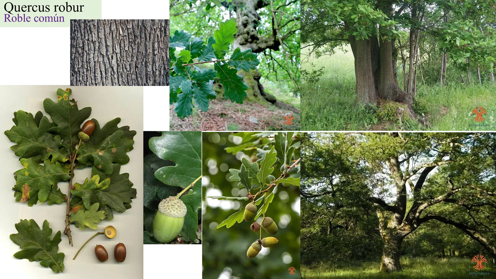 Quercus robur