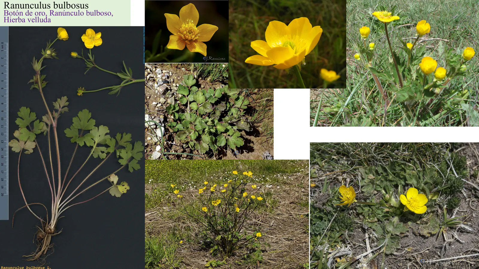 Ranunculus bulbosus