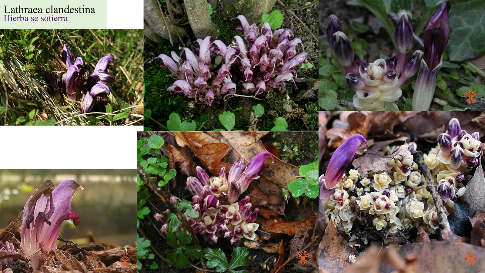 Lathraea clandestina