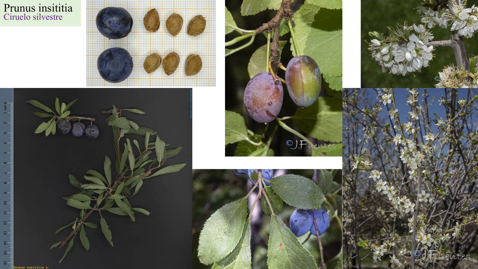 Prunus insititia