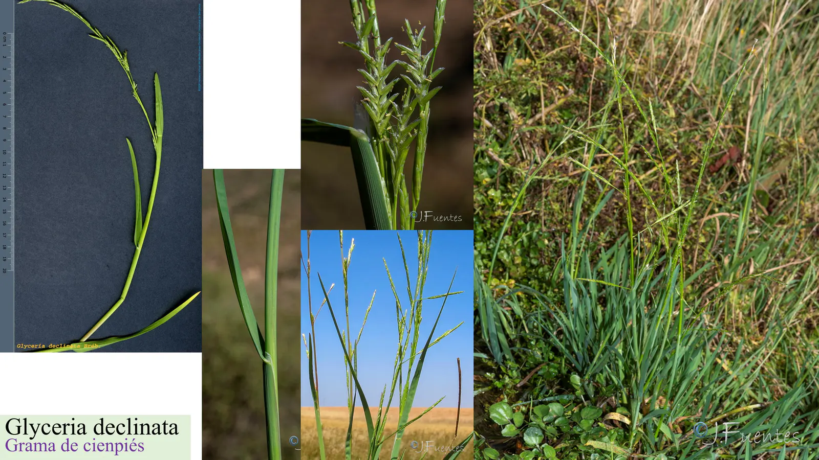 Glyceria declinata