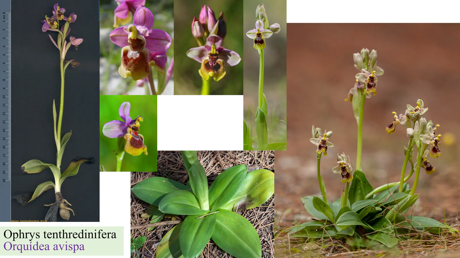 Ophrys tenthredinifera