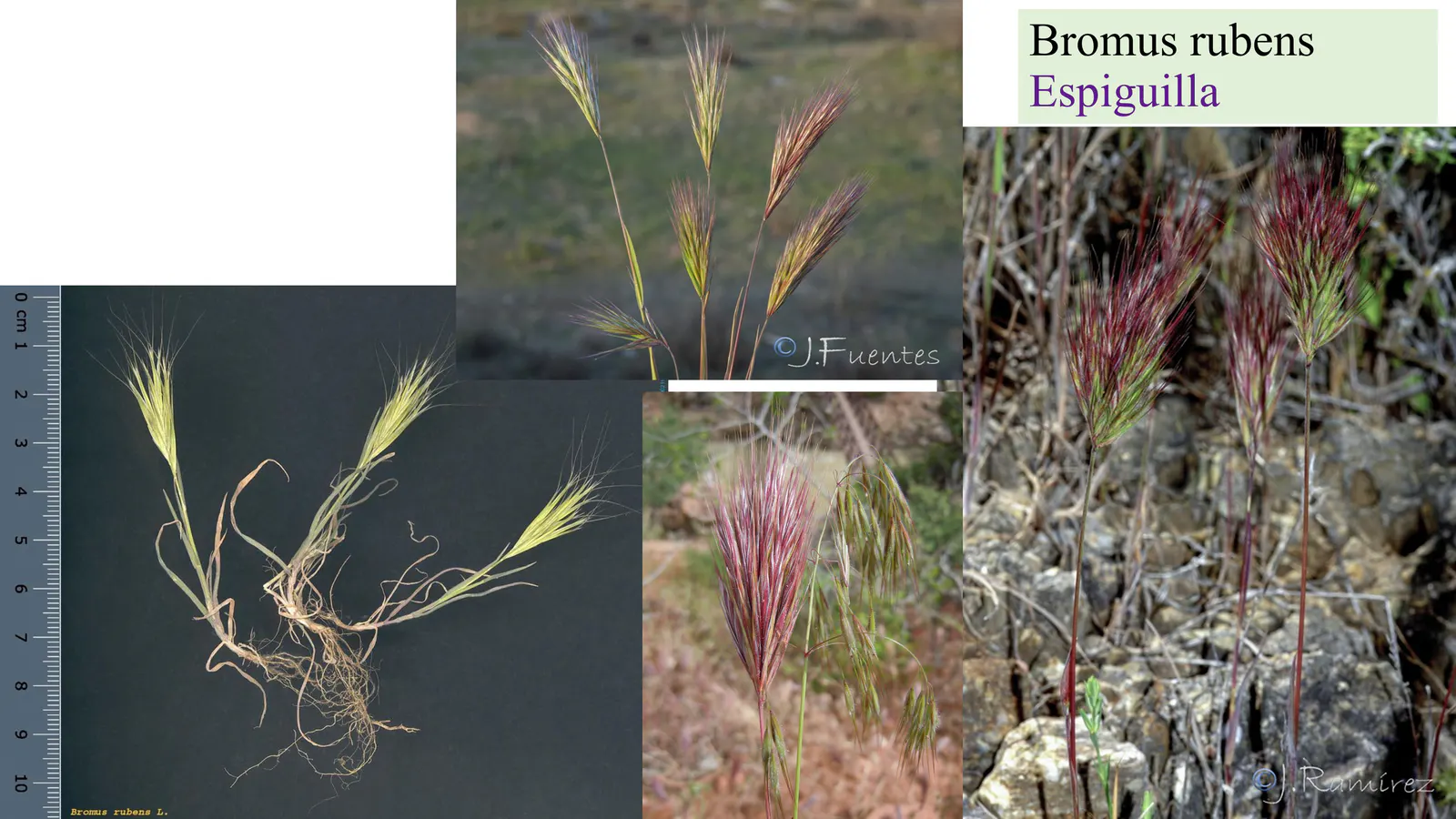 Bromus rubens