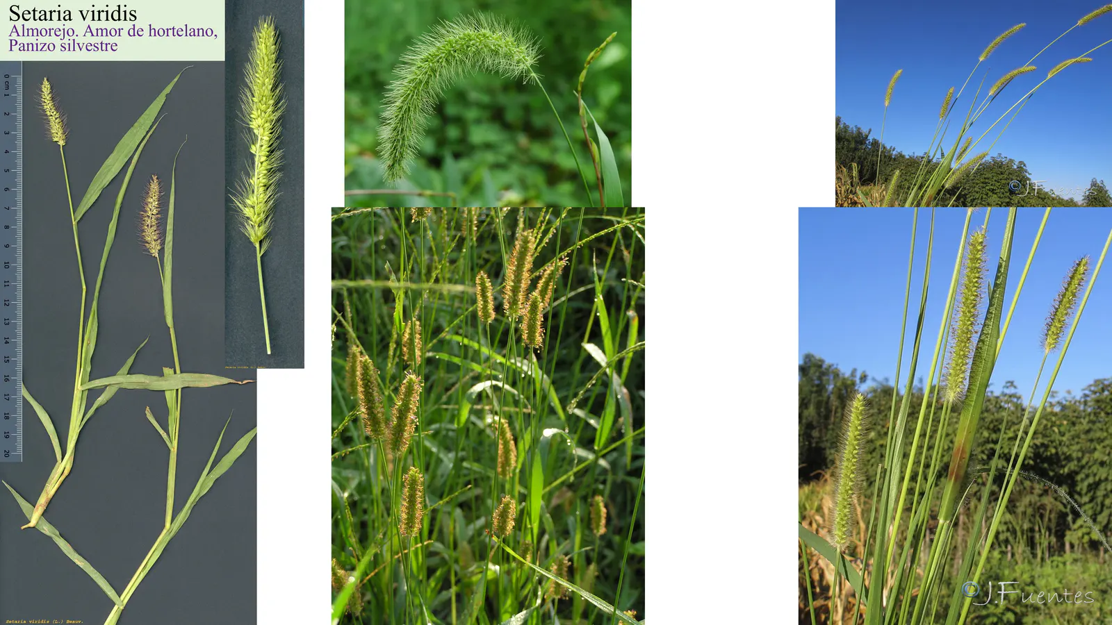 Setaria viridis