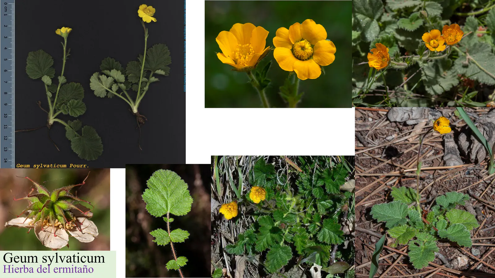 Geum sylvaticum
