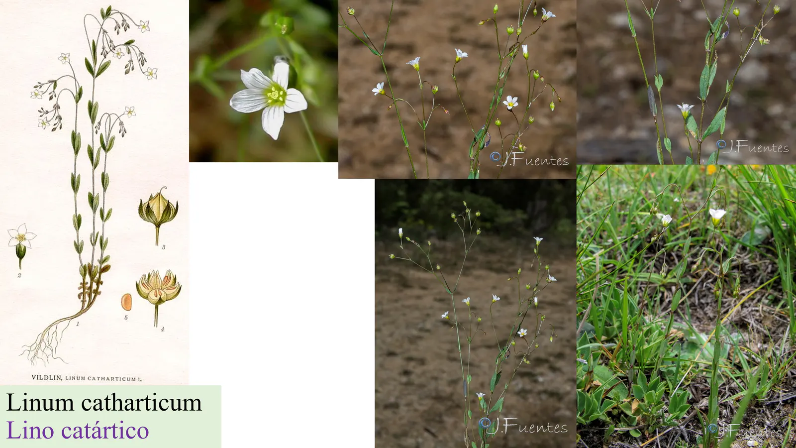 Linum catharticum
