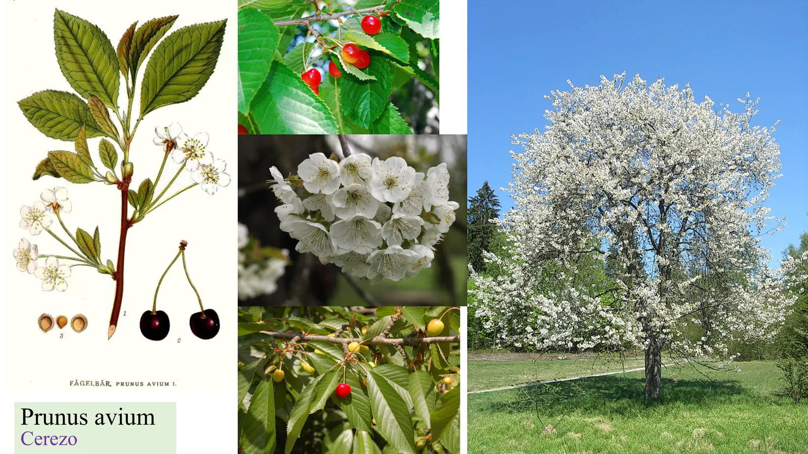 Prunus avium