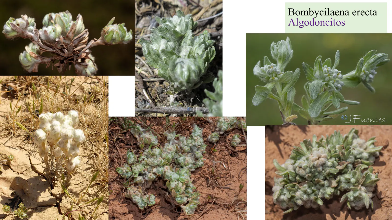Bombycilaena erecta