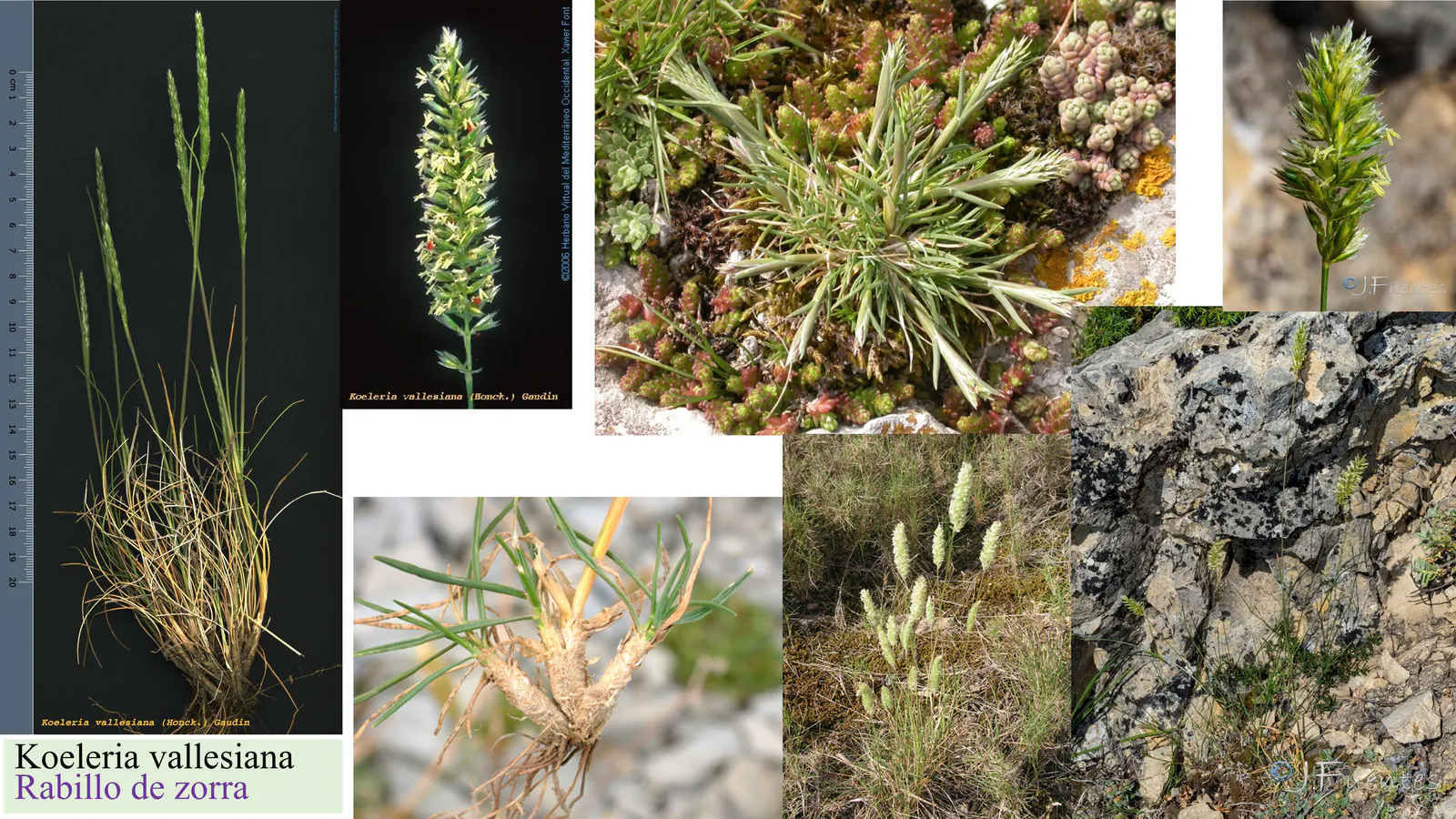 Koeleria vallesiana