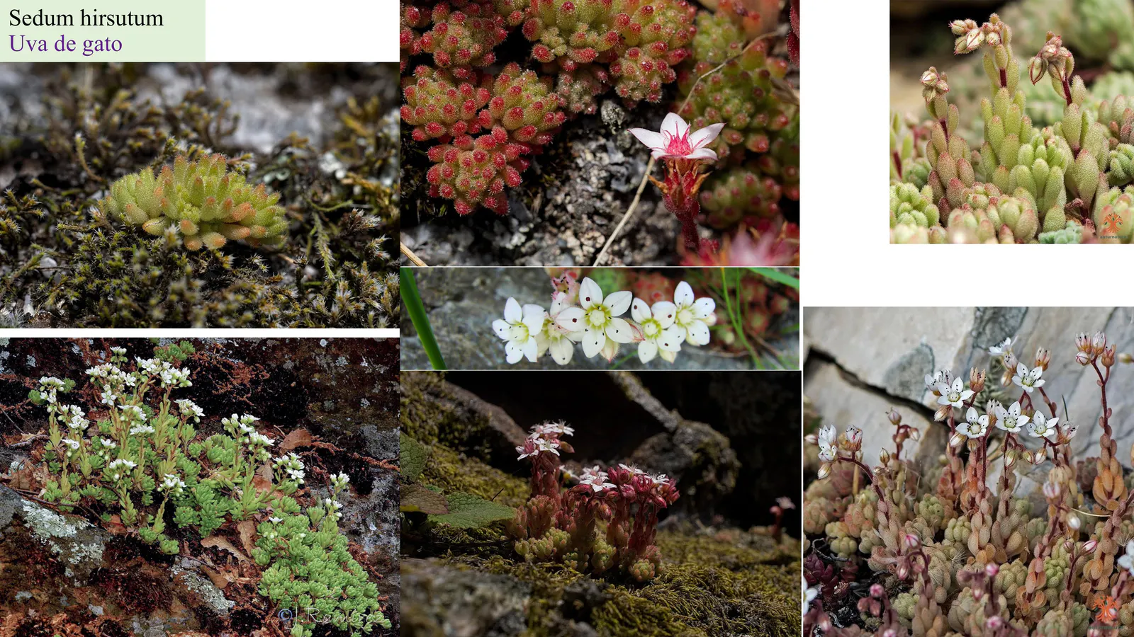 Sedum hirsutum