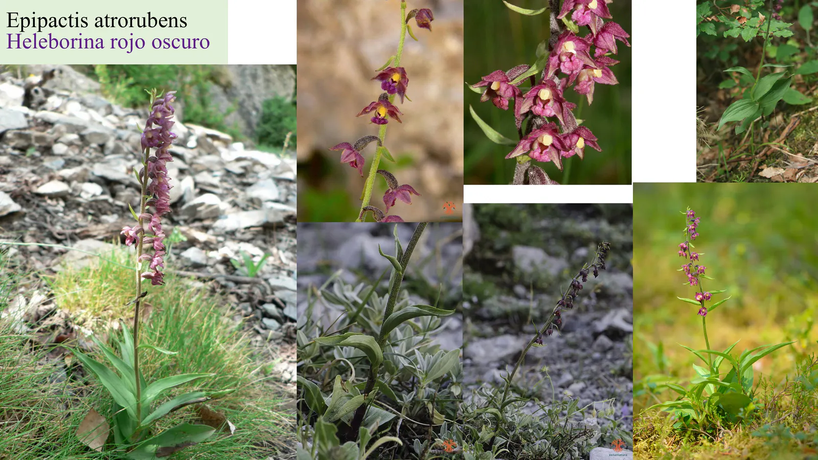 Epipactis atrorubens