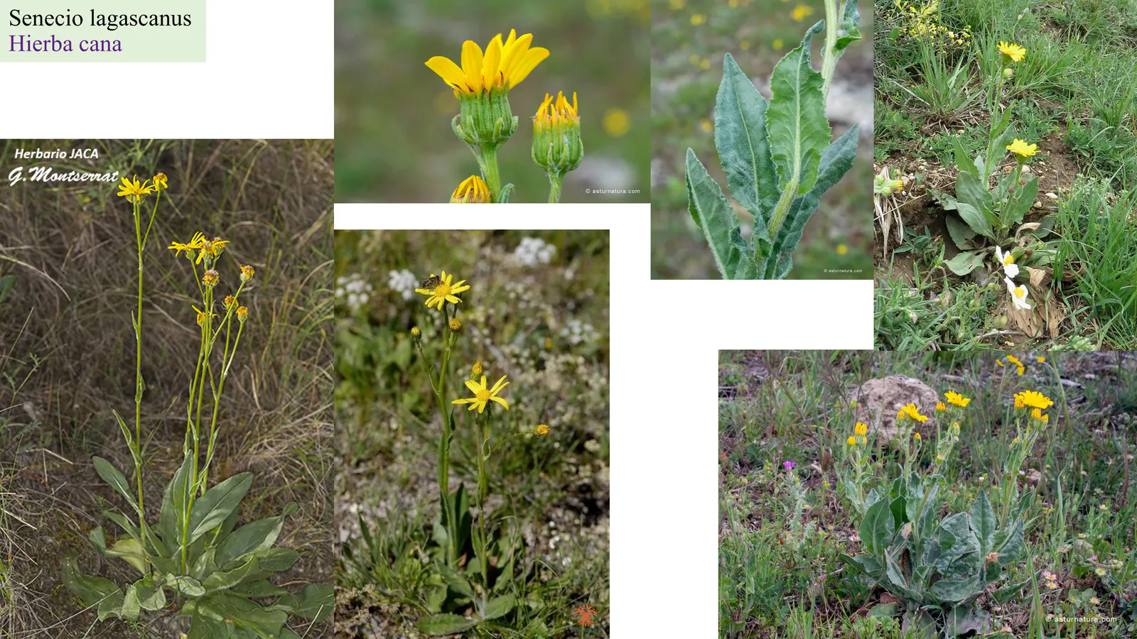 Senecio lagascanus
