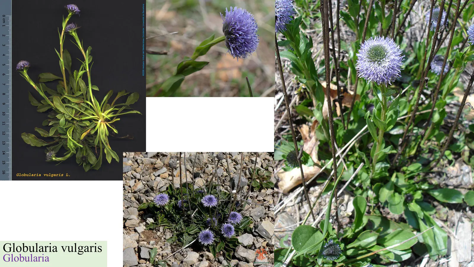 Globularia vulgaris
