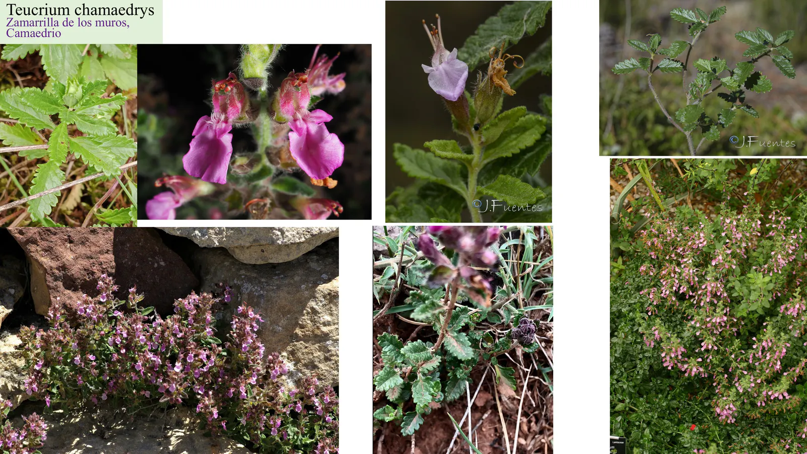 Teucrium chamaedrys