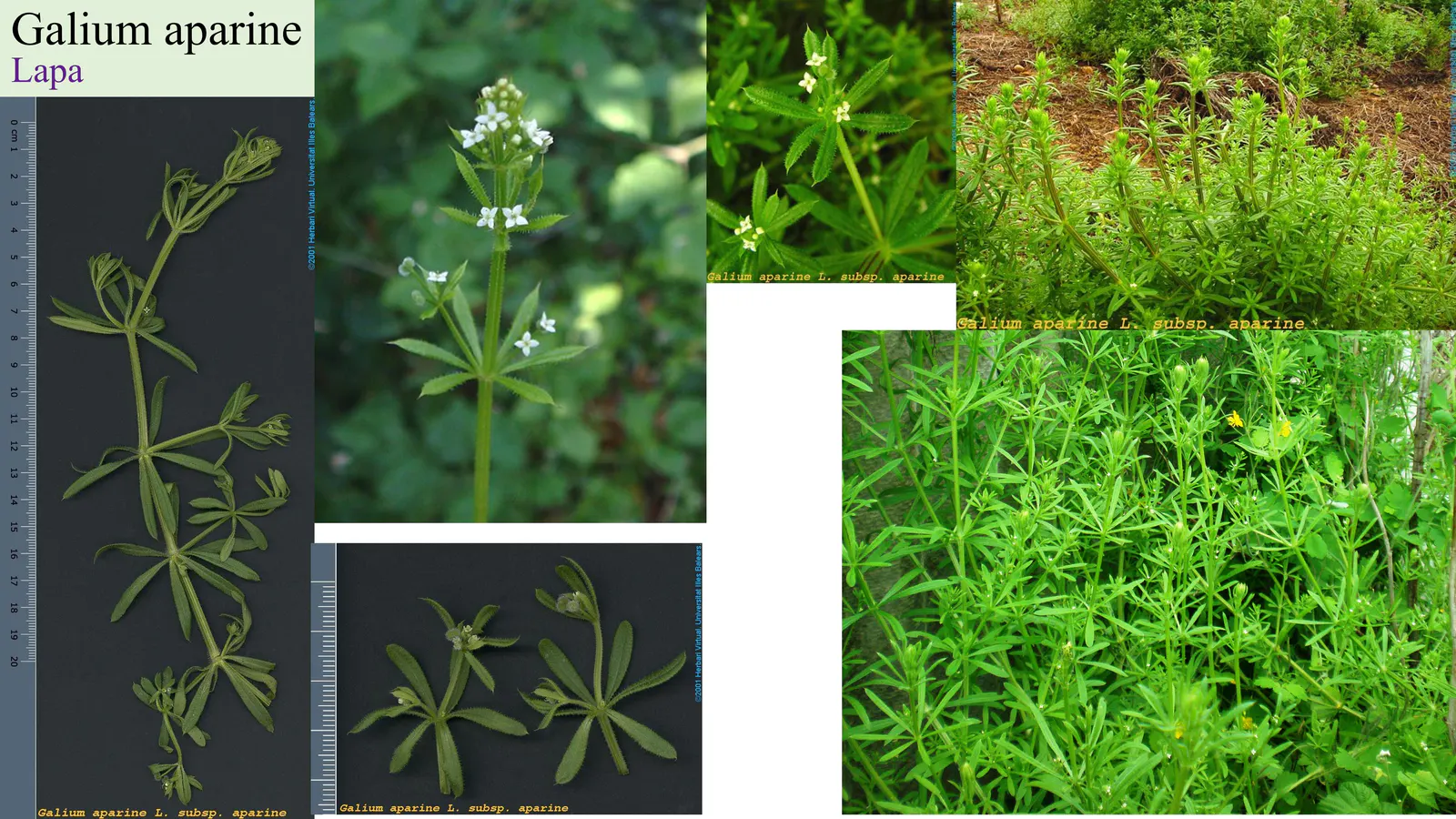 Galium aparine