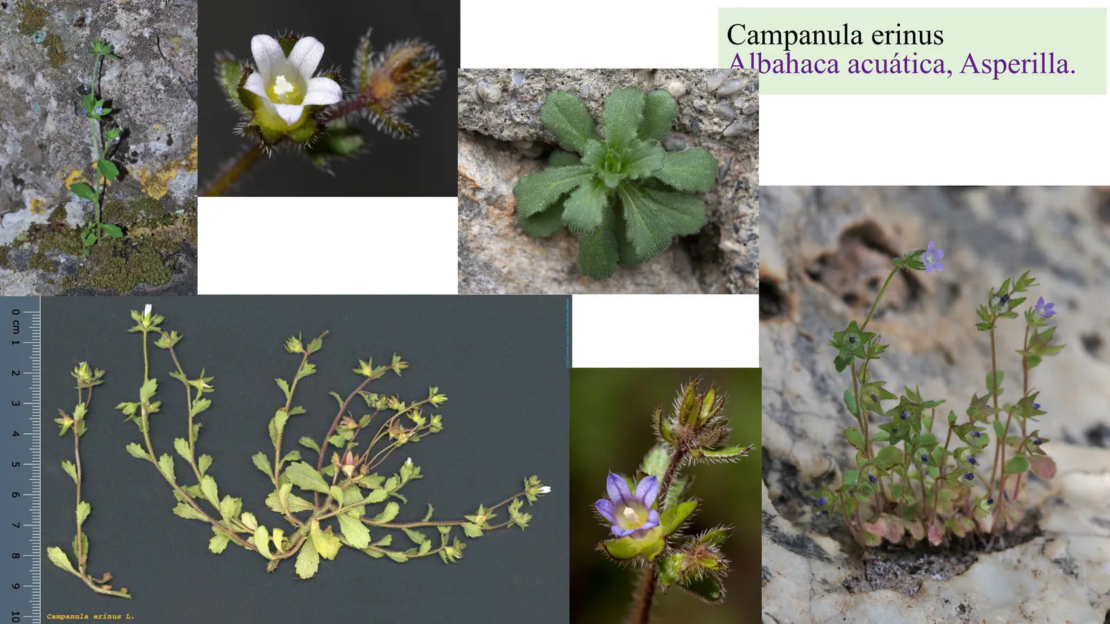 Campanula erinus