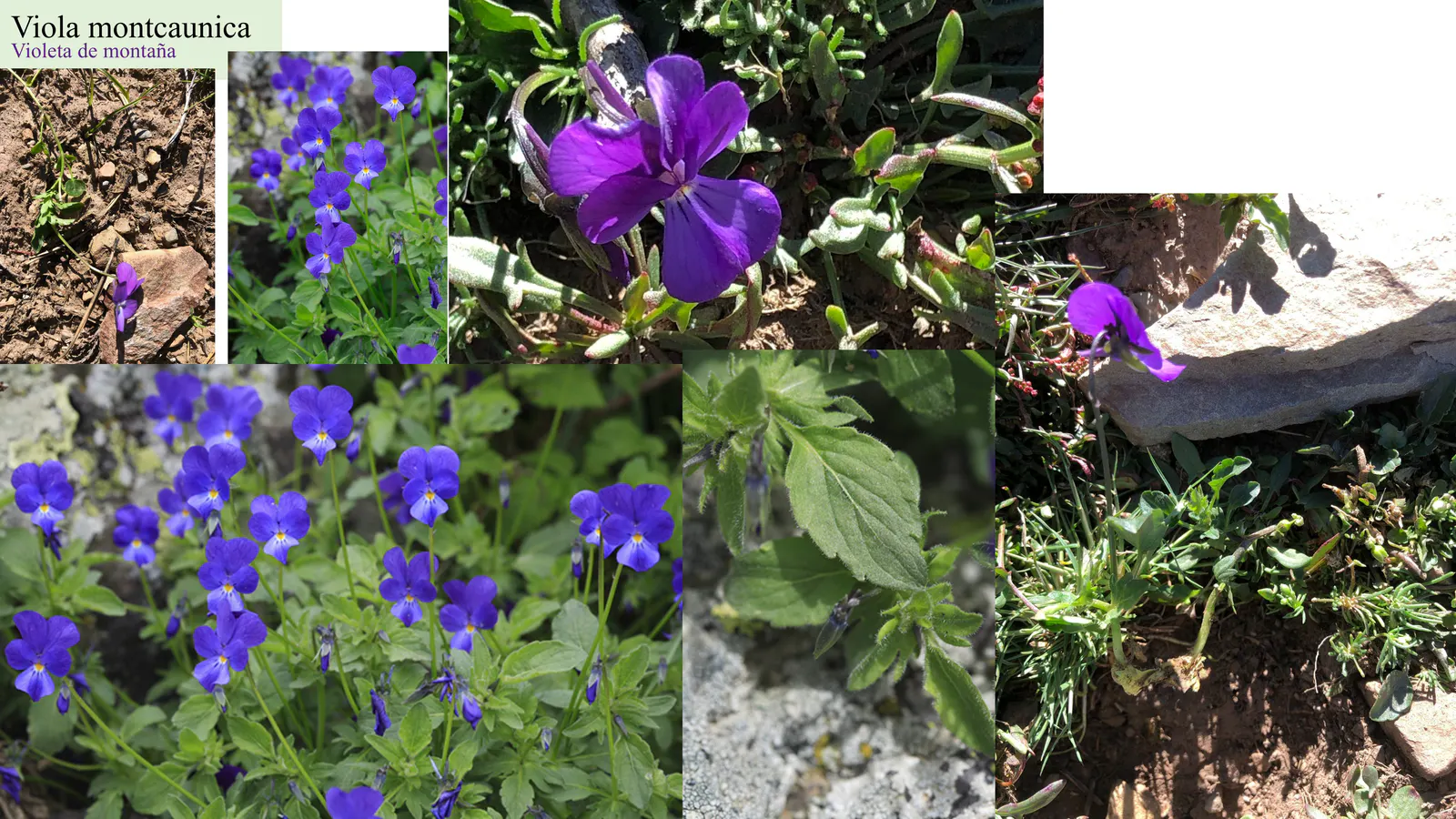 Viola montcaunica