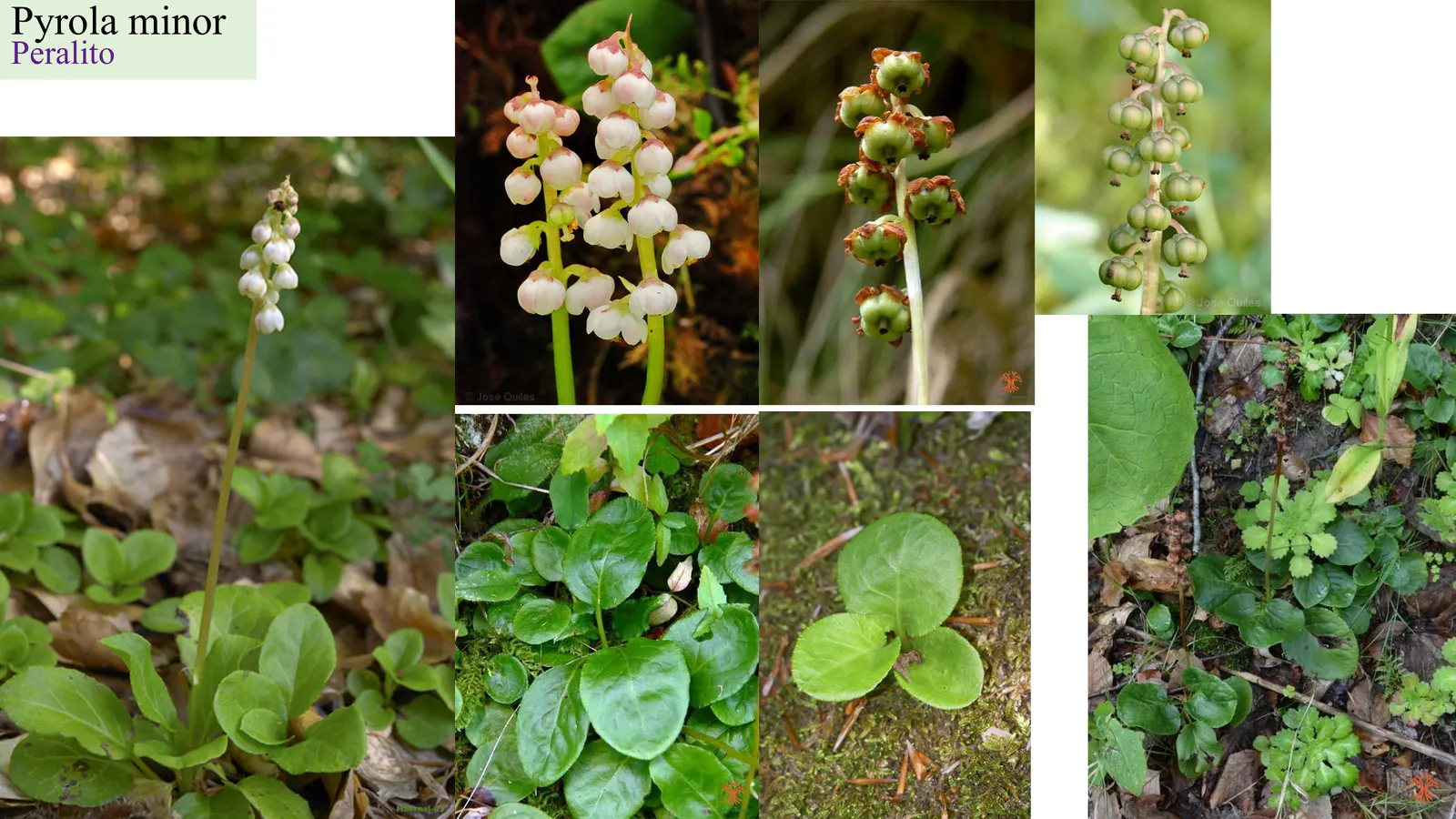 Pyrola minor