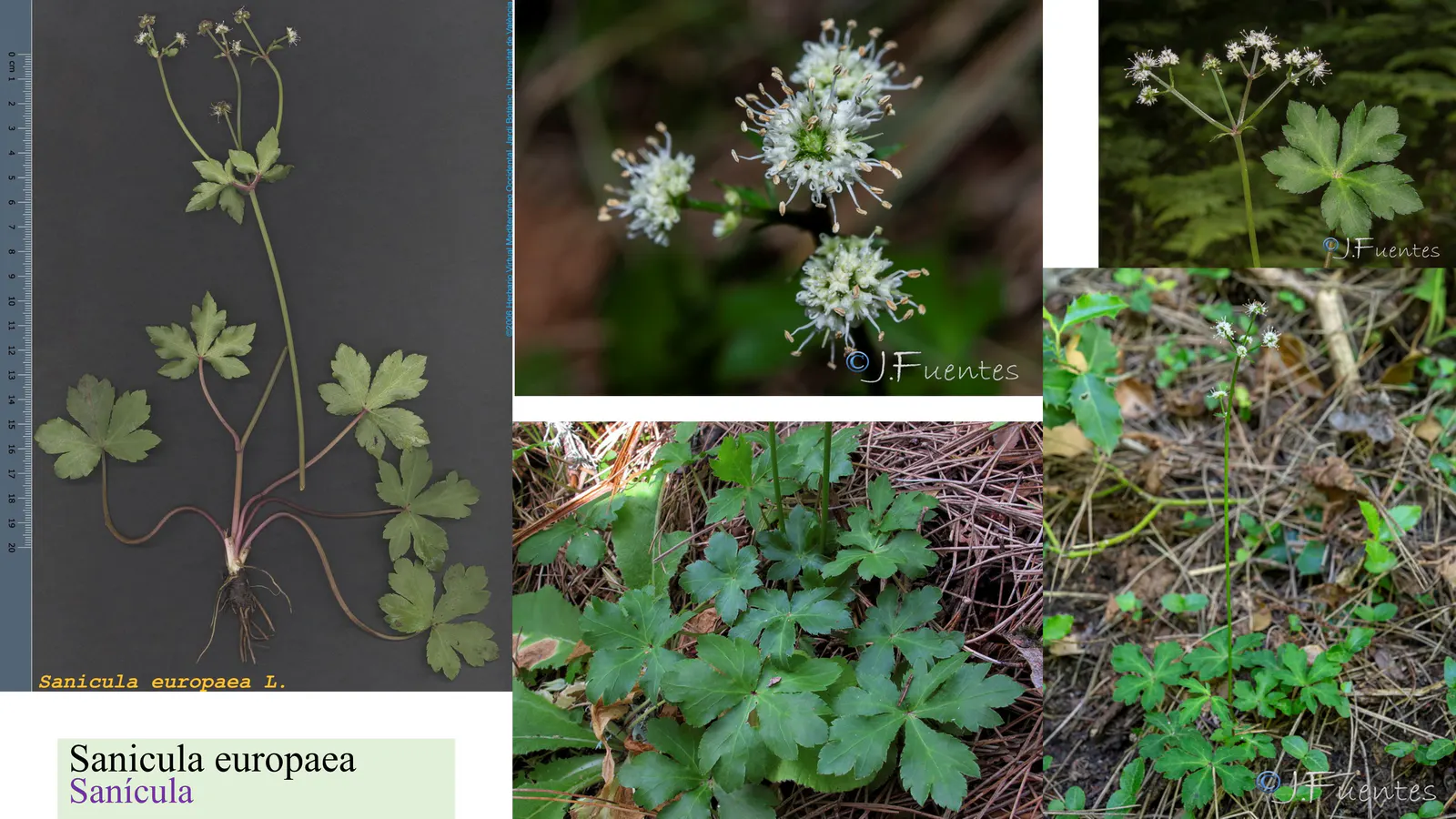 Sanicula europaea