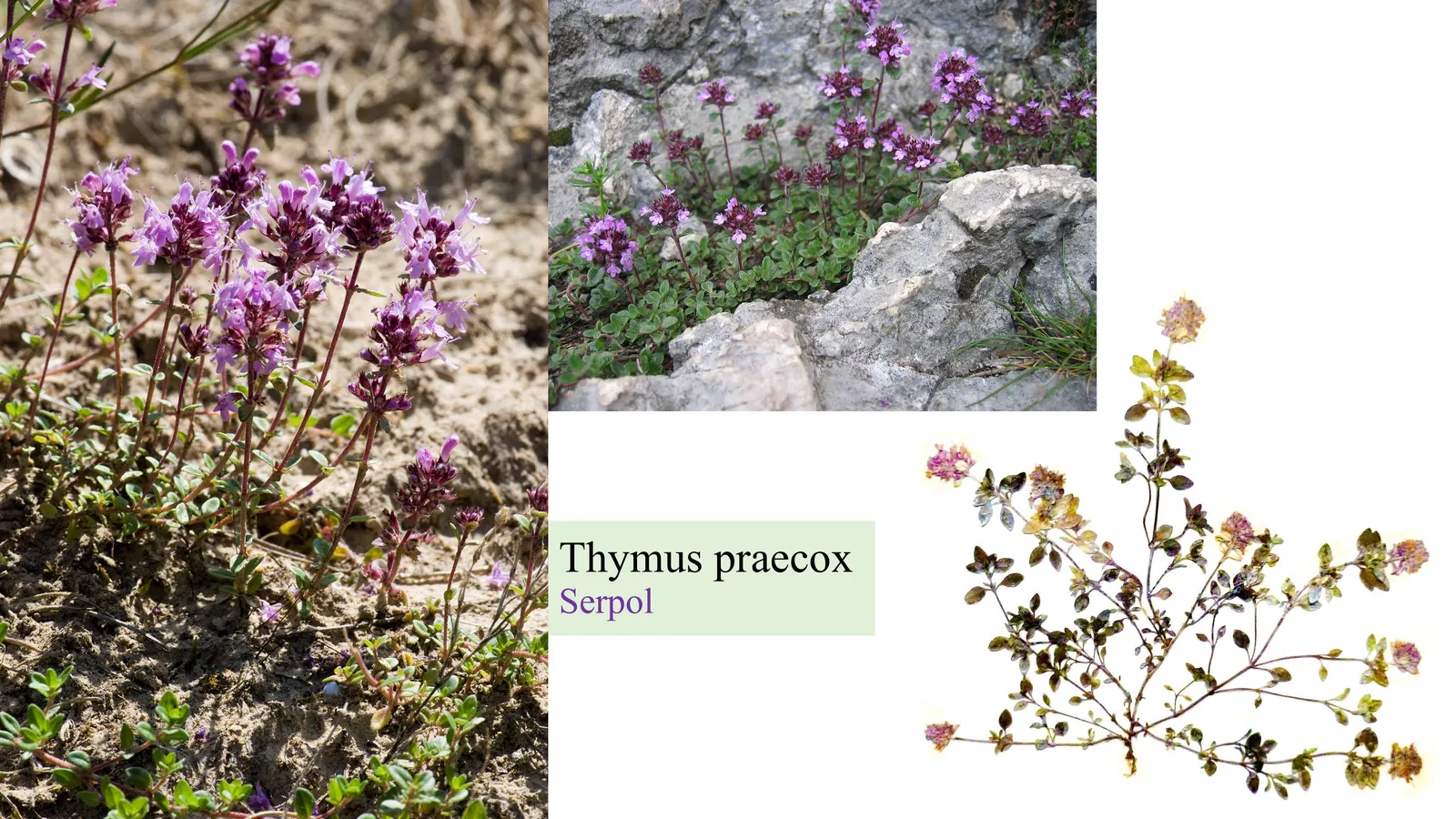 Thymus praecox