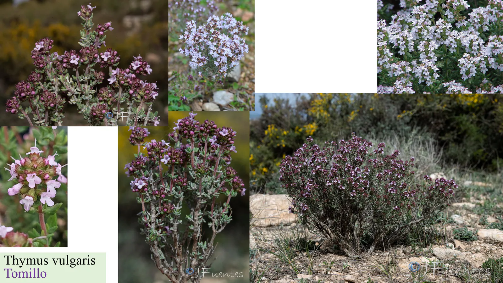 Thymus vulgaris