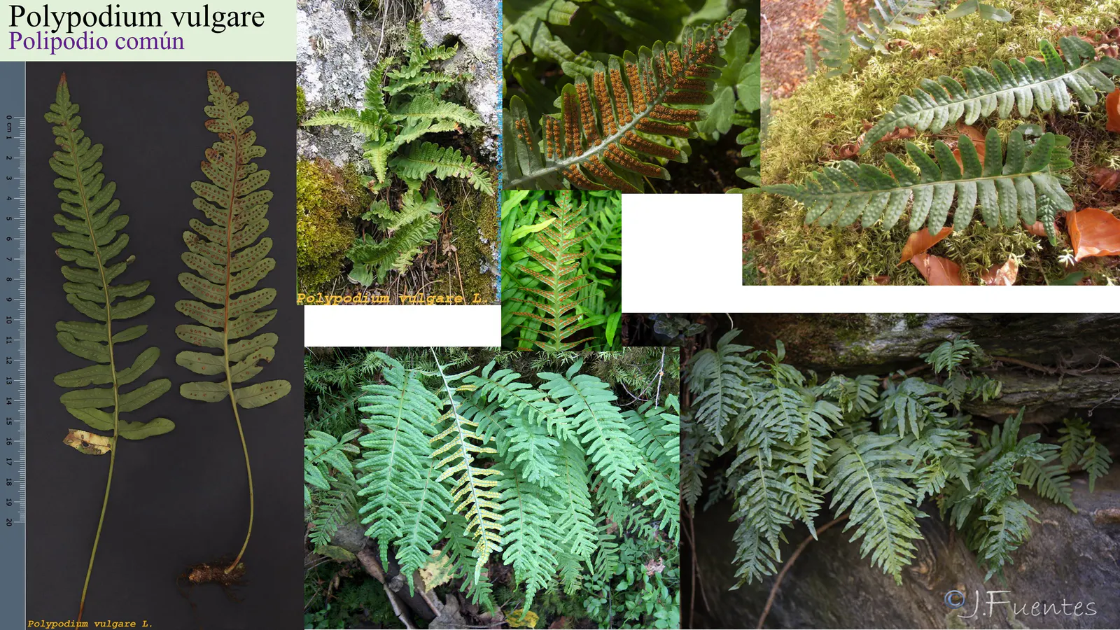 Polypodium vulgare