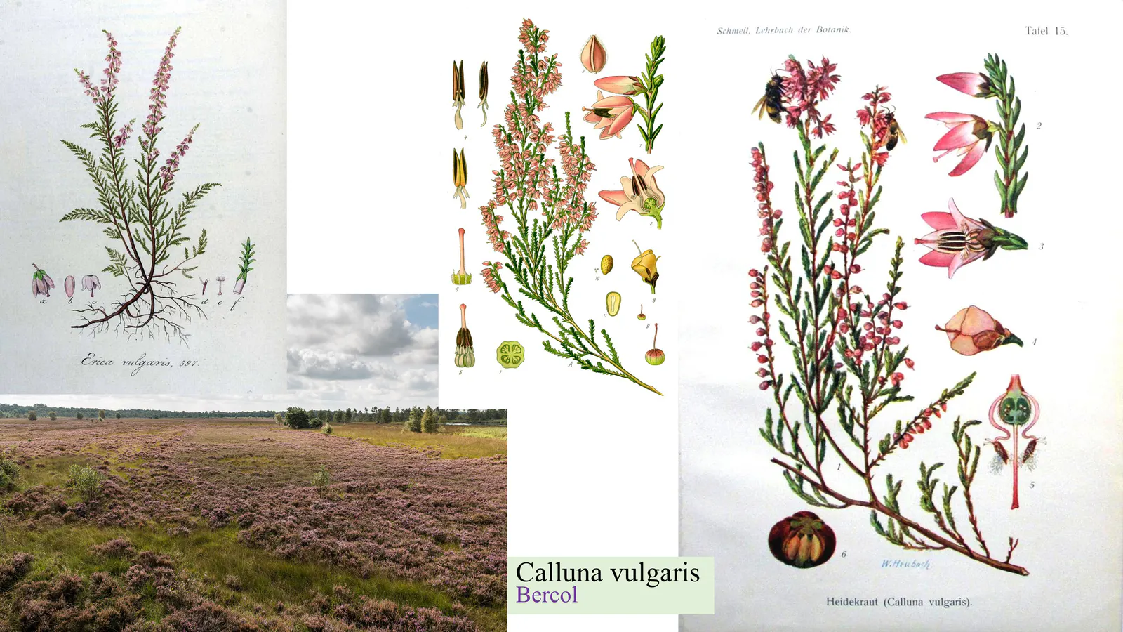 Calluna vulgaris