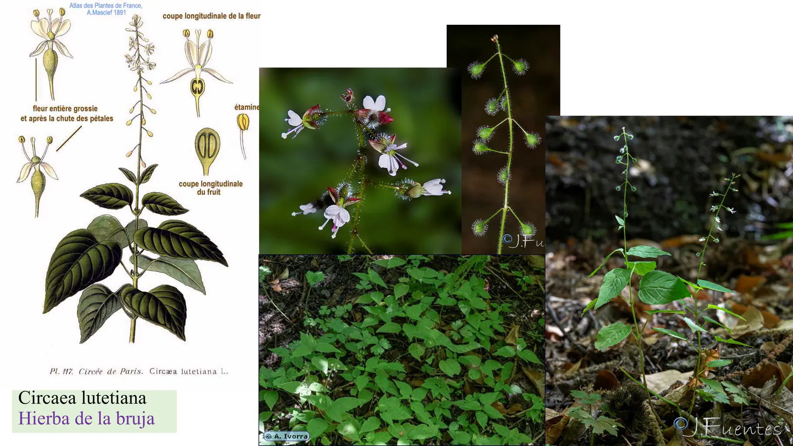 Circaea lutetiana