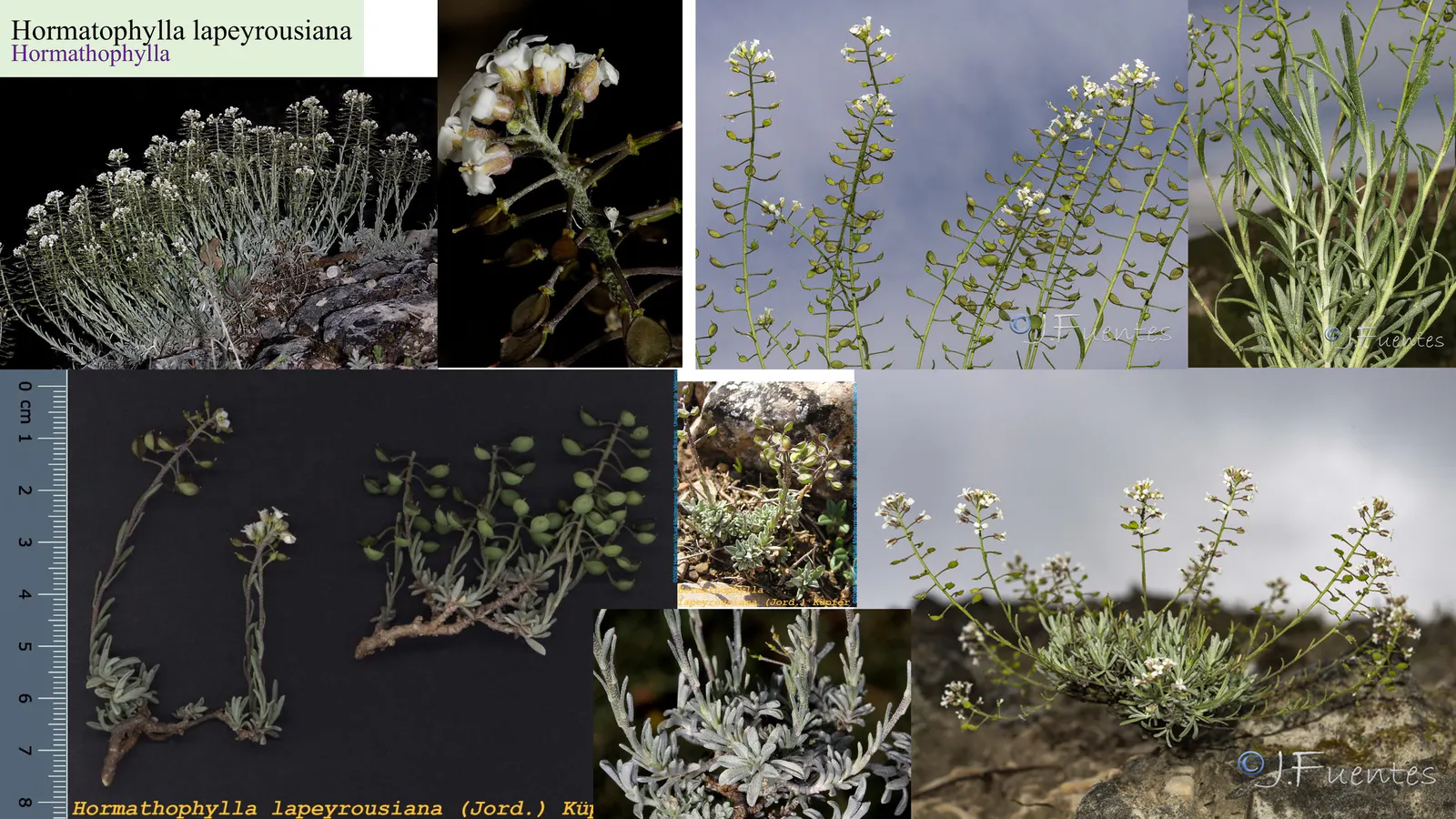 Hormatophylla lapeyrousiana