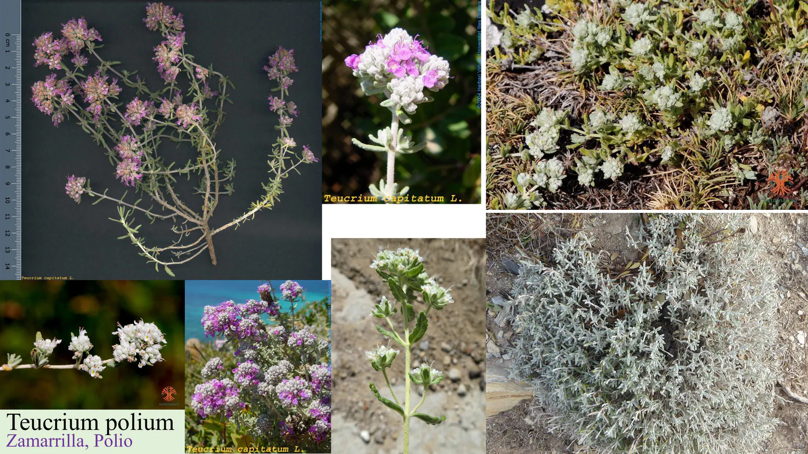 Teucrium polium