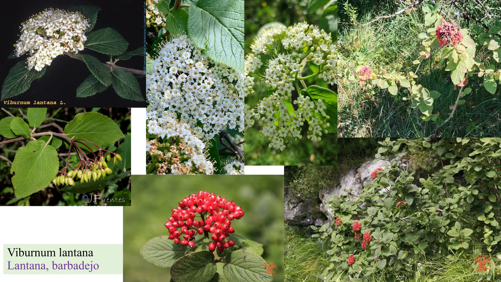 Viburnum lantana