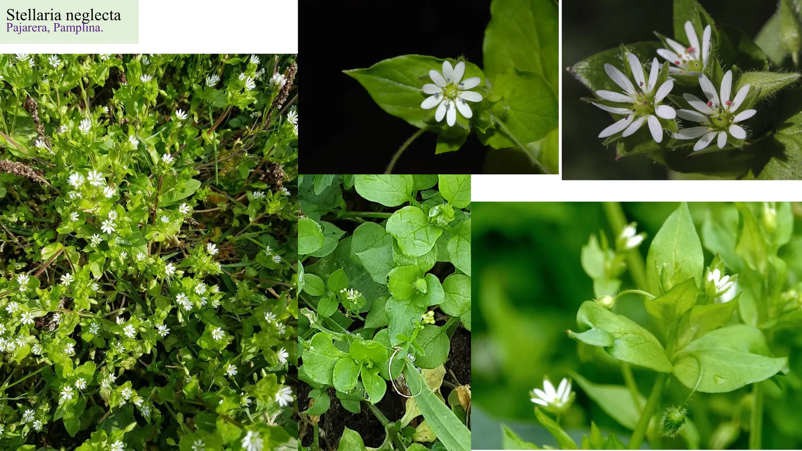 Stellaria neglecta