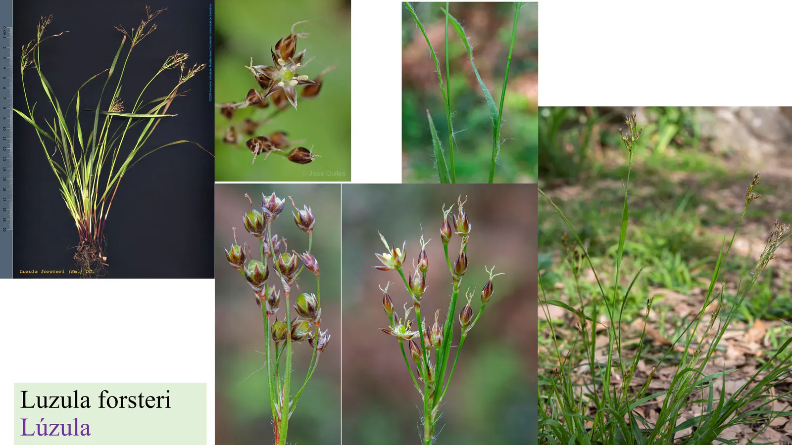 Luzula forsteri