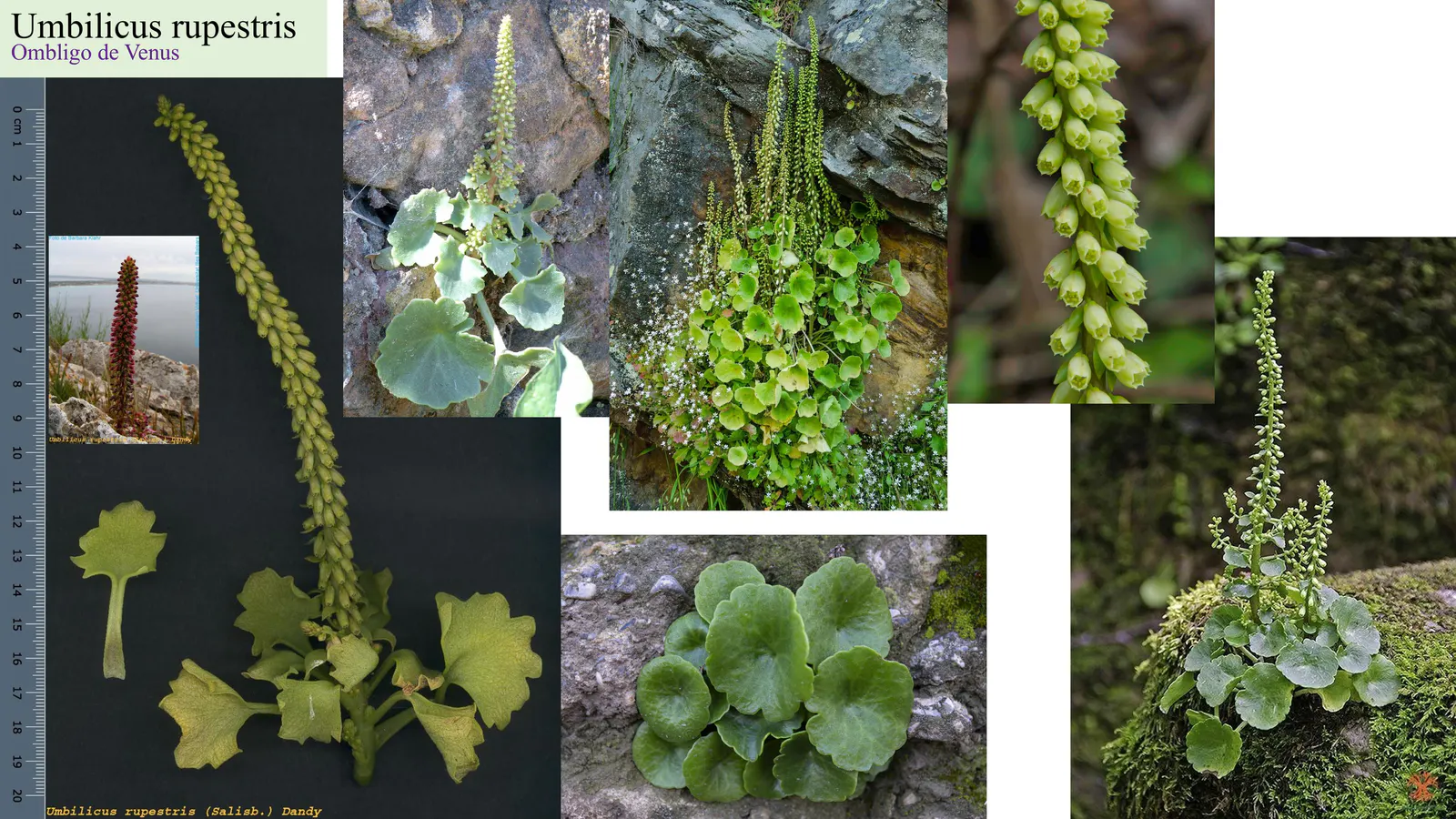 Umbilicus rupestris