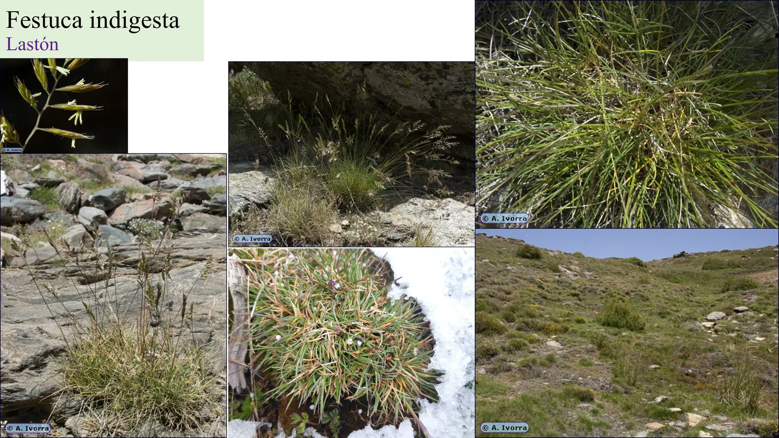 Festuca indigesta