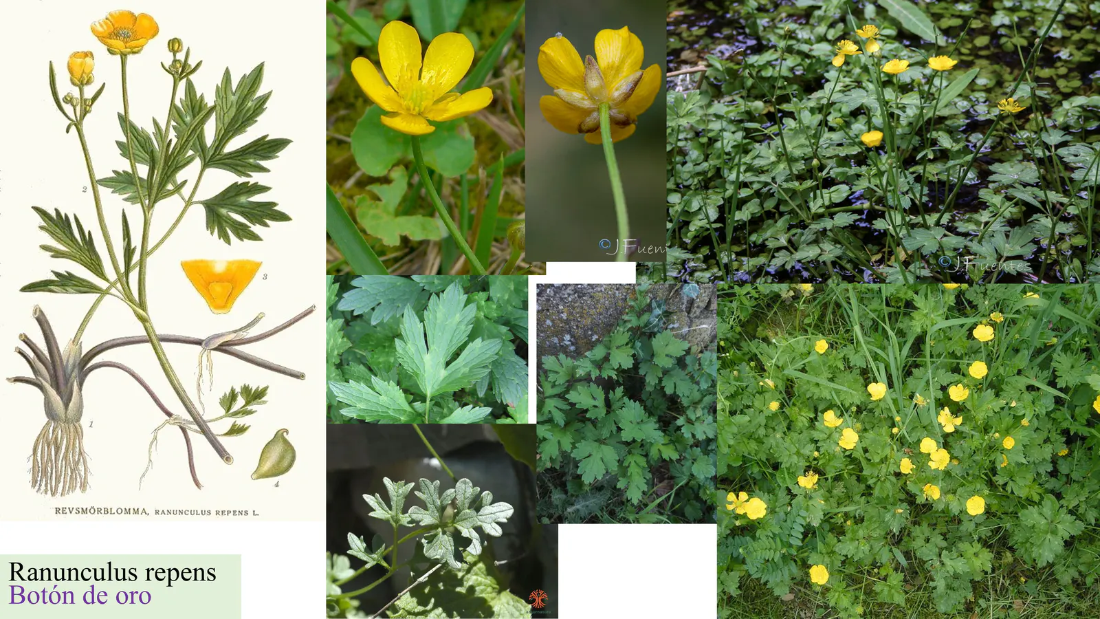Ranunculus repens