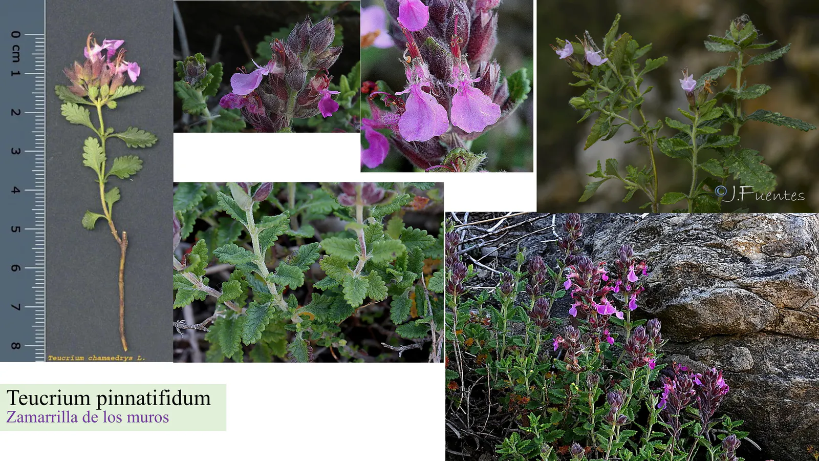 Teucrium pinnatifidum