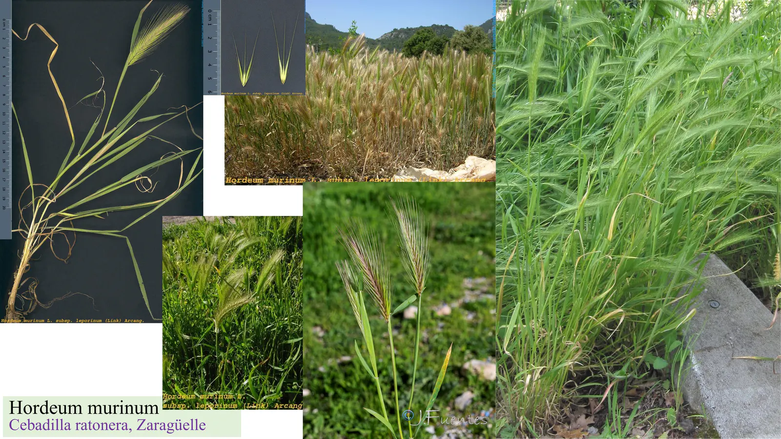 Hordeum murinum