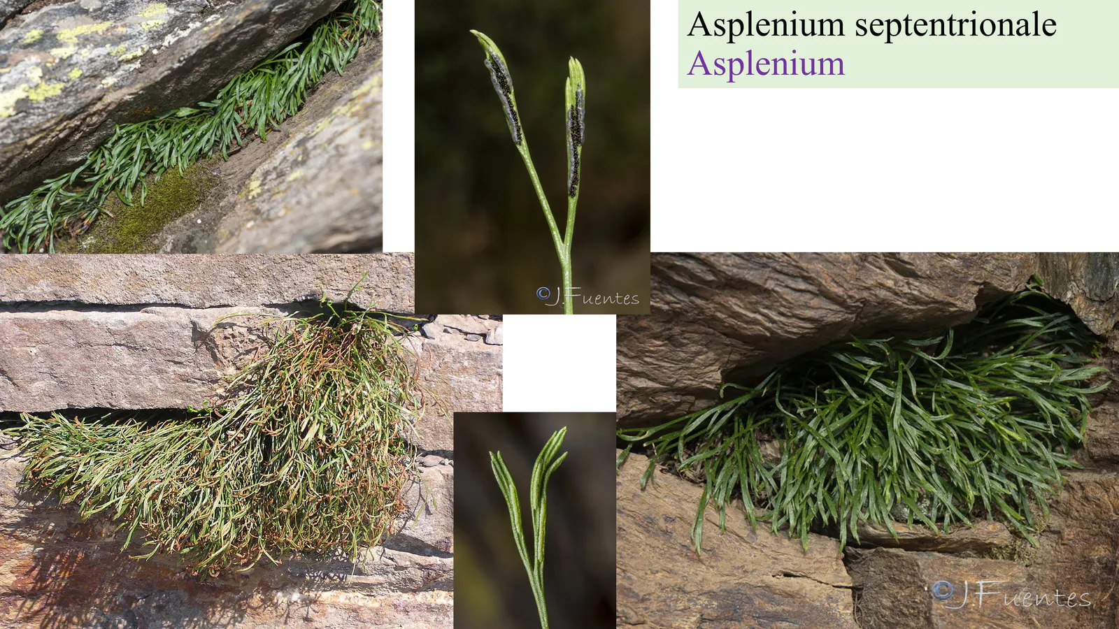 Asplenium septentrionale