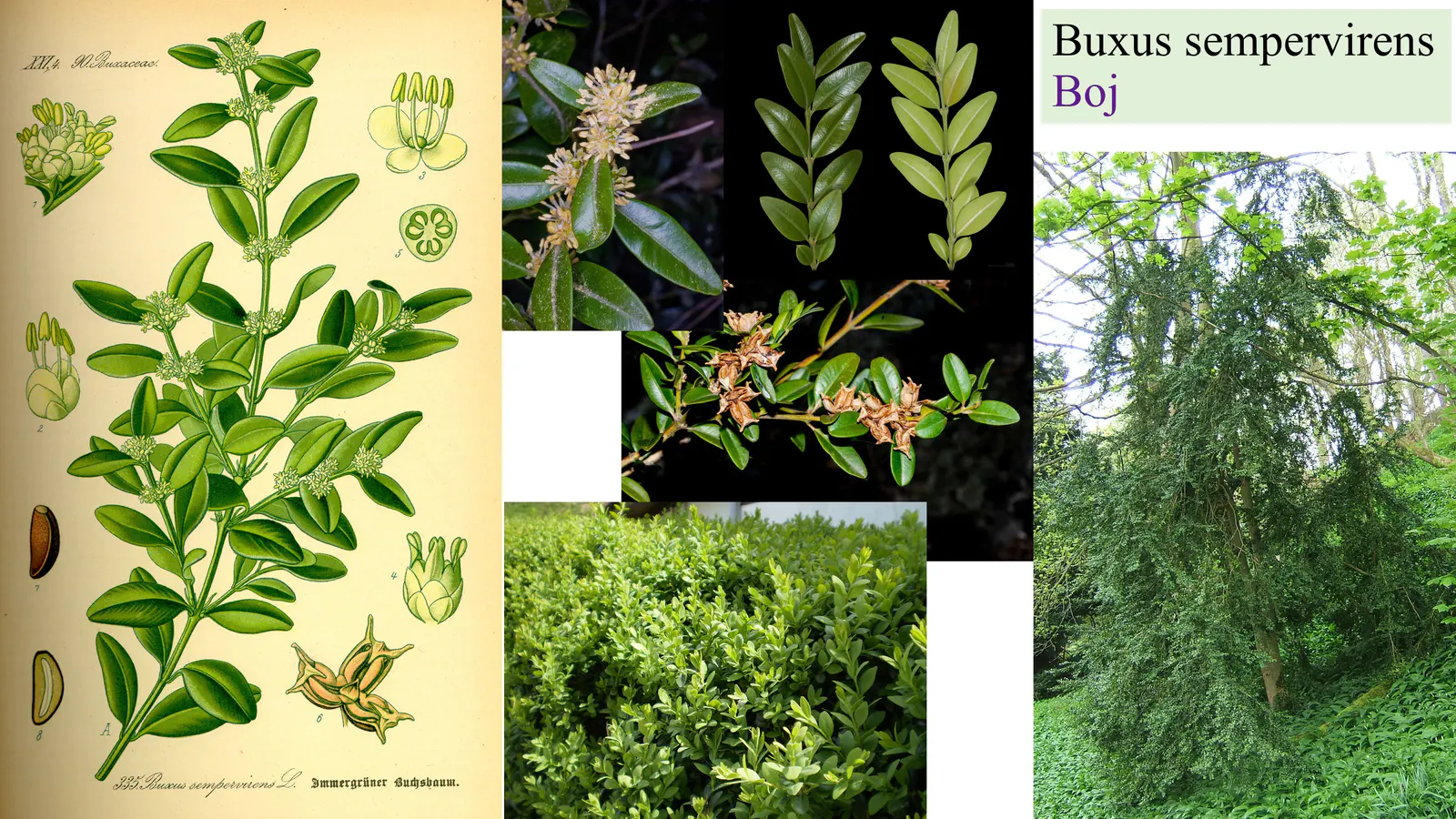 Buxus sempervirens
