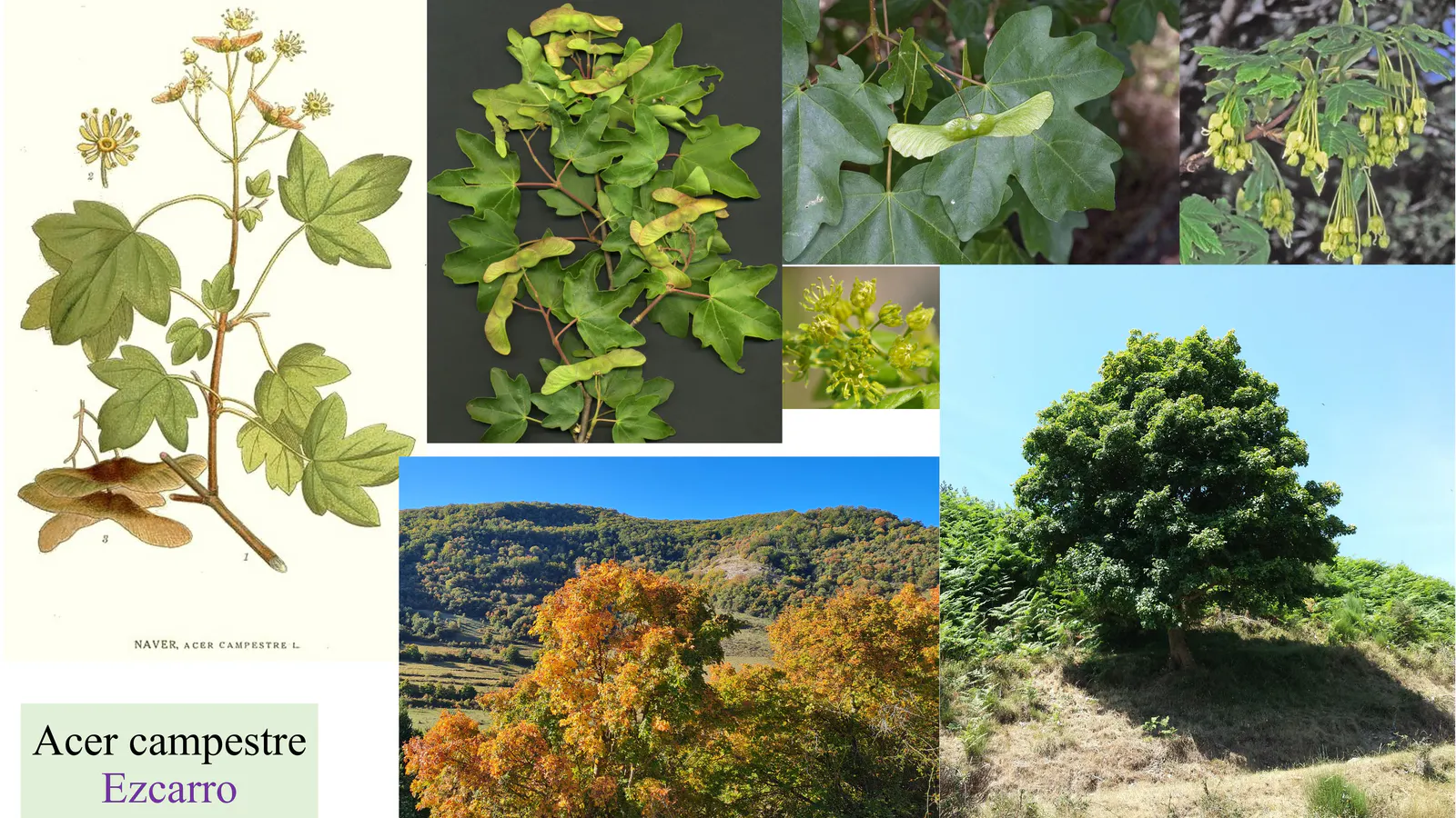 Acer campestre