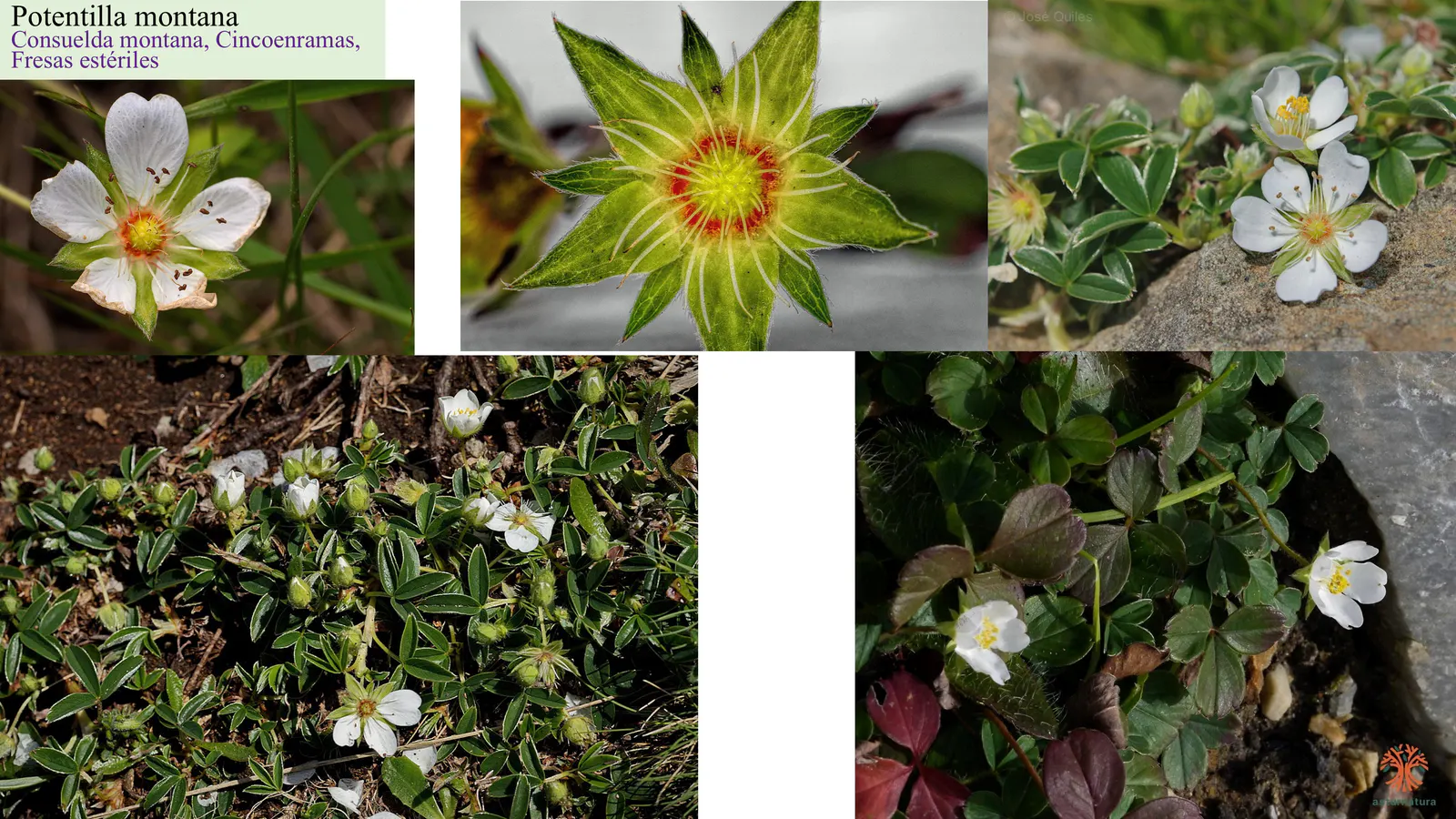 Potentilla montana