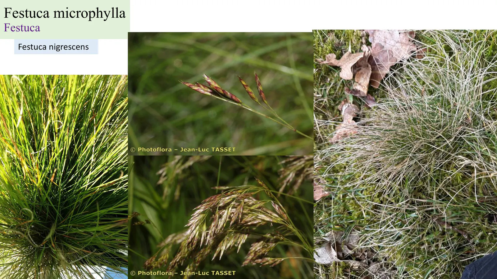 Festuca microphylla